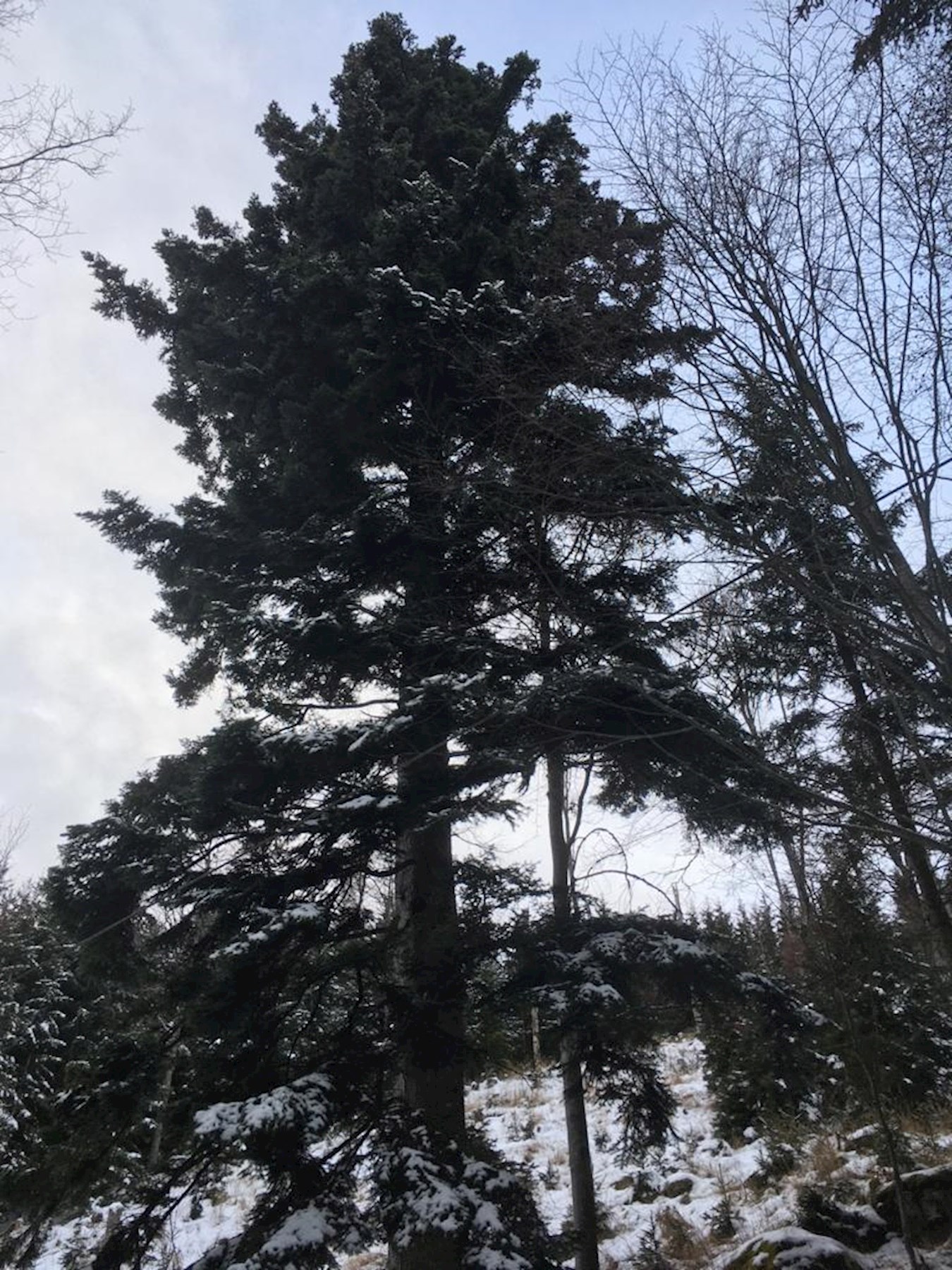 Die TANNE...2. 11.1.